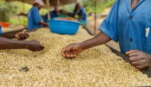 Female Workers Sorting Coffee